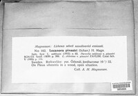 Image of Lecanora pulicaris